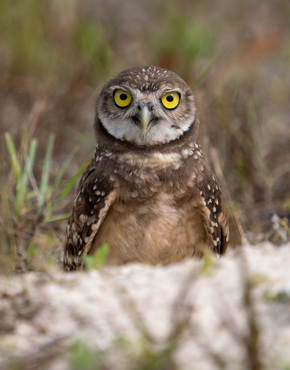 Marco Island Burrowing Owl