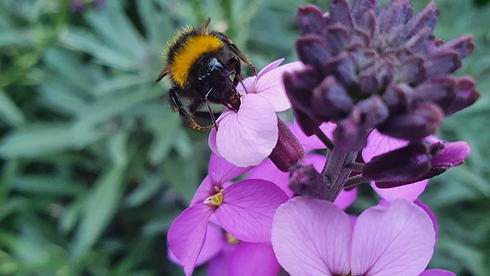 bees.png