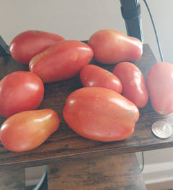 The Once Sad Tomato Plant