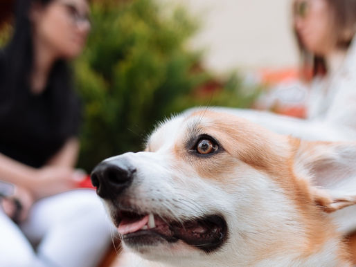 Fortaleza Restaurant Week: conheça os restaurantes pet friendly