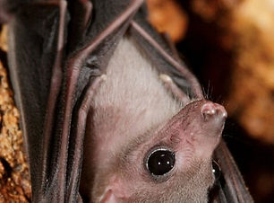 Geoffroys_Rousette_fruit_bat.jpg