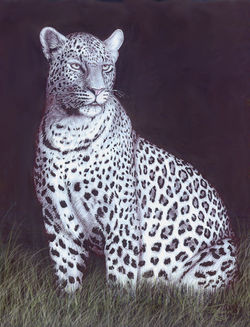 Leopard Stare