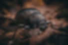 timothy-dykes-nLi7zM7pFzQ-unsplash_edited.jpg