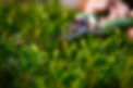 young-beautiful-florist-taking-care-flowers-focus-plant.jpg