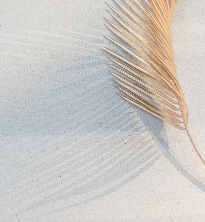 palm-leaf-with-shadow-sunlight-by-swimming-pool_edited.jpg