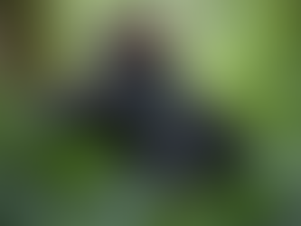 Gorilla Trekking: A Once-in-a-Lifetime Experience