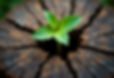representation-ecology-sustainability.jpg