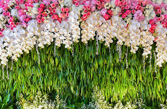 close-up-white-flowering-plants.jpg
