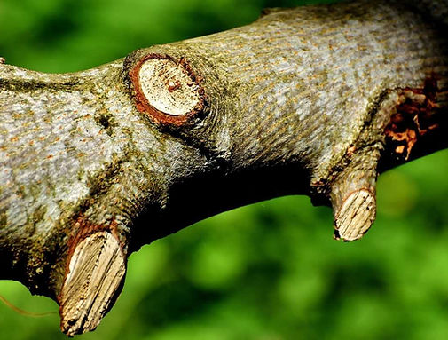 part-of-a-tree-with-cut-branches.jpg