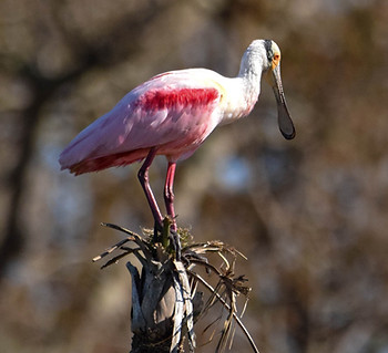 Rosette Spoonbill