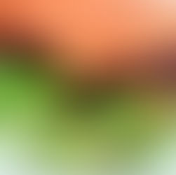 MILLE FEUILLE DUO DE SAUMON AVOCAT CONCOMBRE BETTERAVE