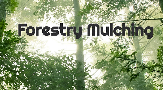 Misty Forest Canopy_edited_edited_edited_edited.jpg