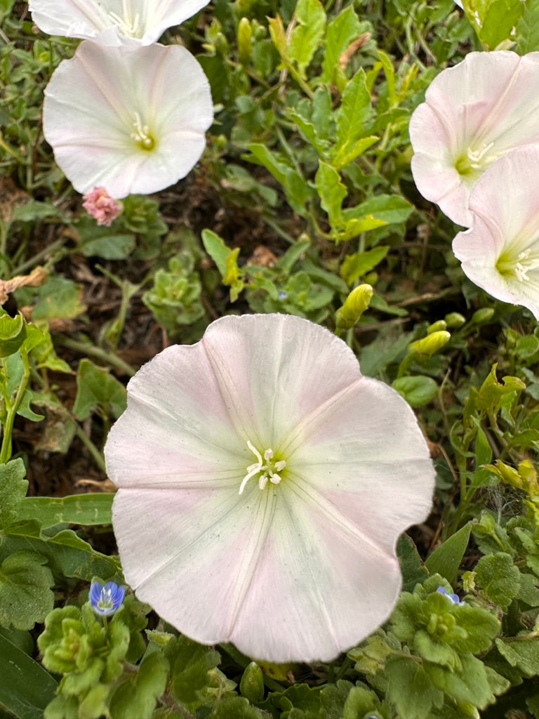 縮圖：Flower Essences Tinctures