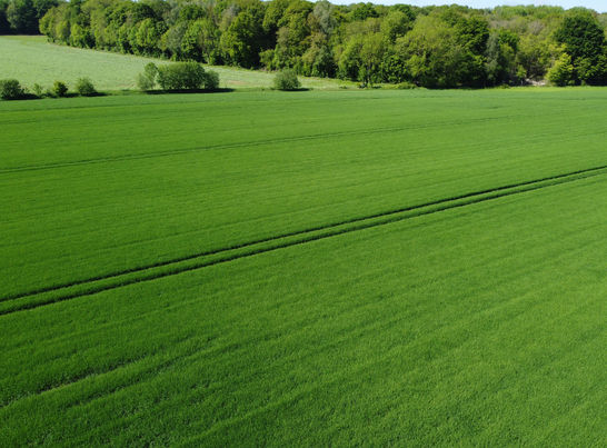daneil destailleurtapis vert.jpg