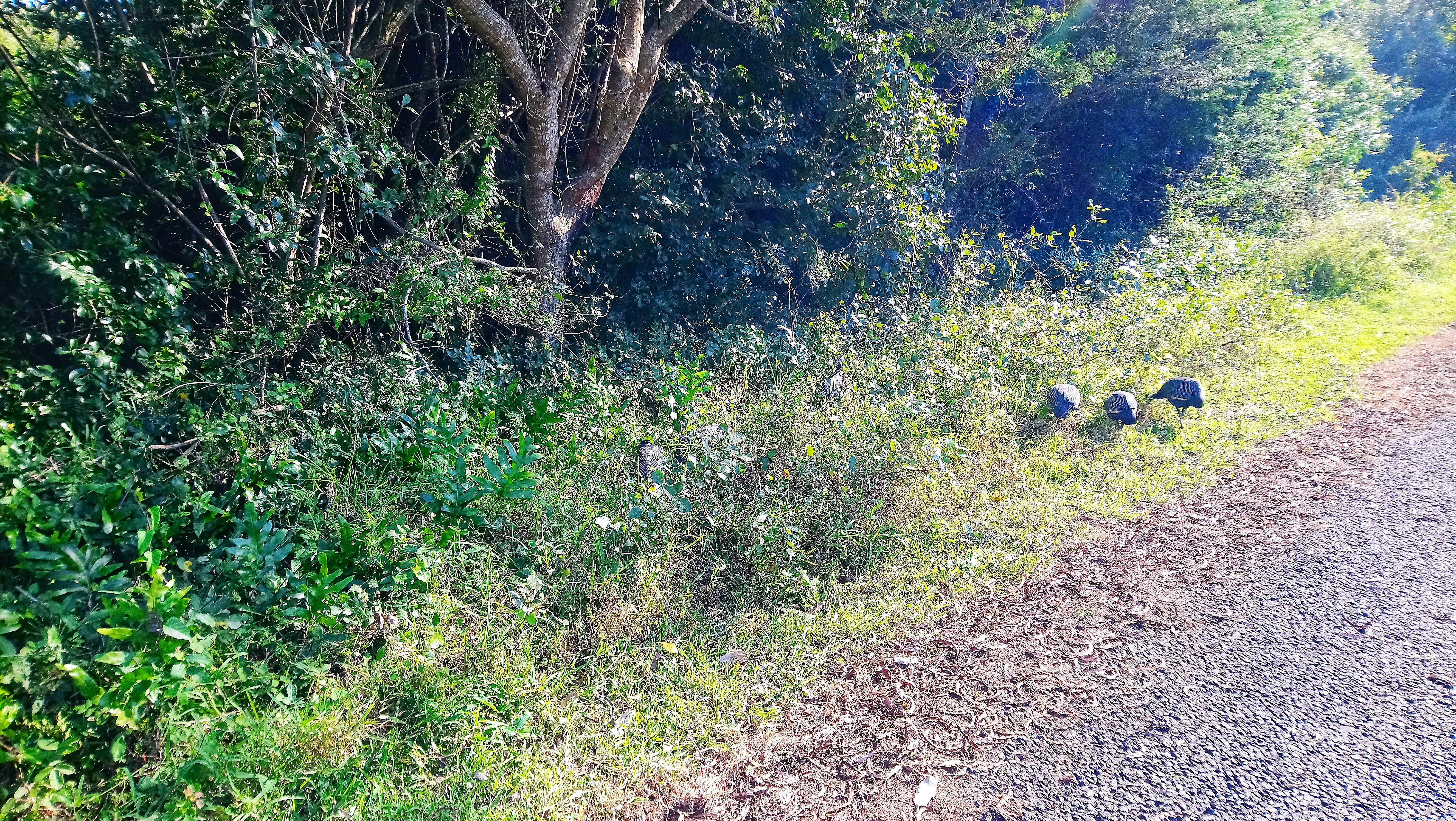 St Lucia Lodge - safari trours