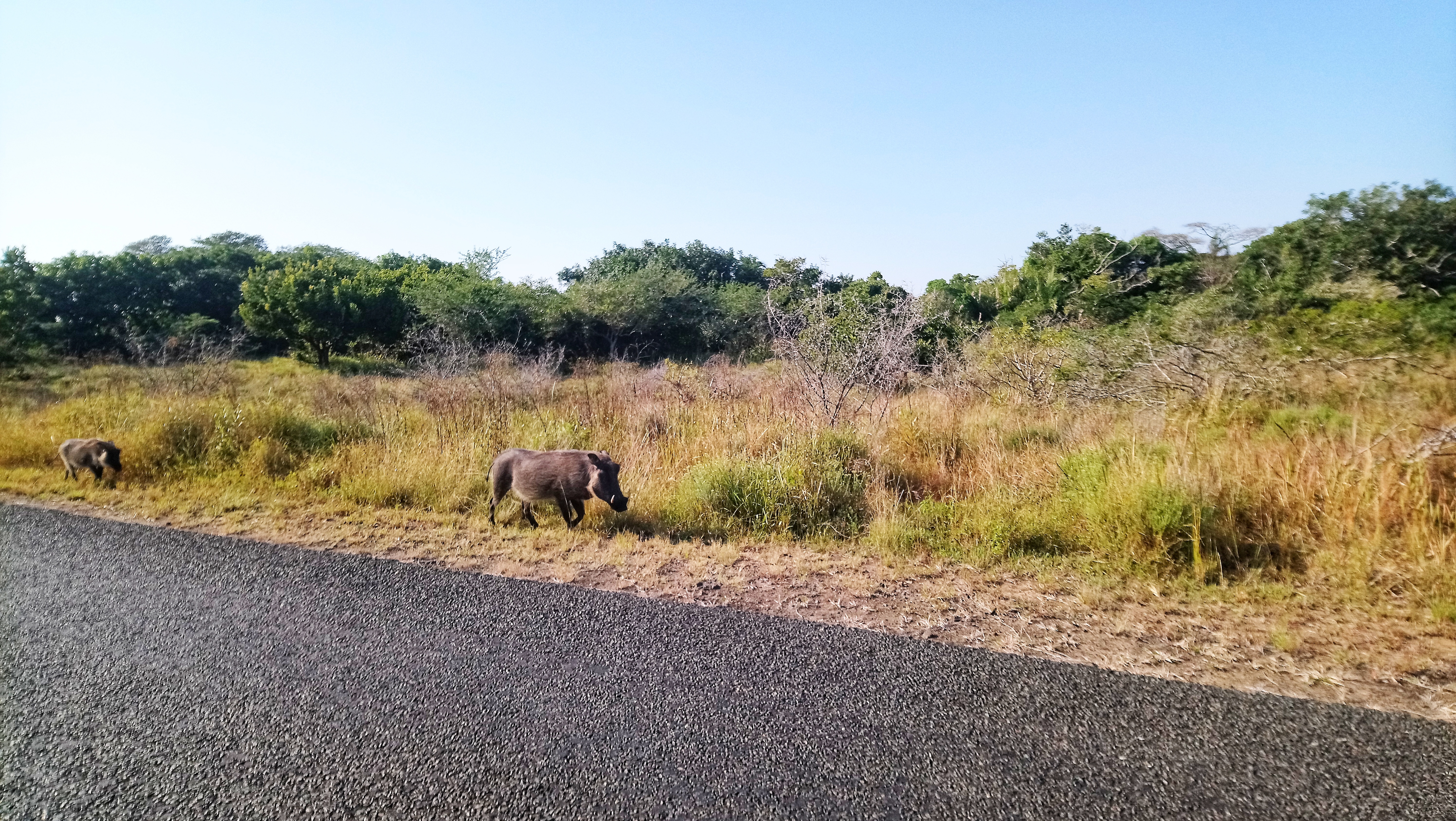 St Lucia Lodge on safari tour