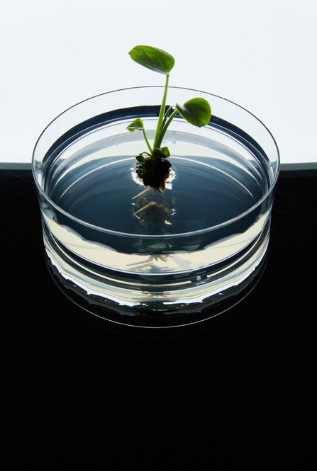 <img src="image4.jpg" alt="Gros plan sur les détails de la plante NeoPlants, photographie par Antoine Guilloteau">
