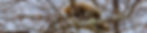 Dill Pricles_4-6-23_1.jpg