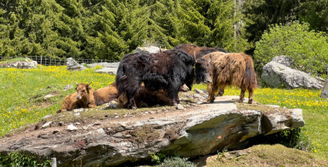 Andeer - Lai da Von - Sufers 188  18_05_2022.jpg