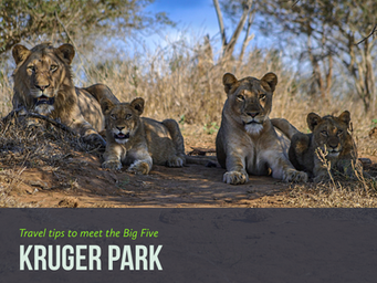 Big Five: 10 cose da sapere per organizzare un viaggio con safari fotografico