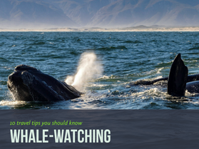 Osservare le balene in Sud Africa: 10 cose da sapere 