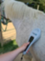 Lasertherapie bei Asthmapferden