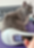 Lasertherapie und Katzen