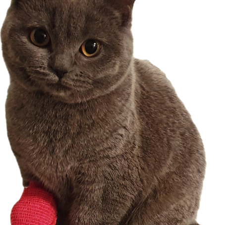 Schmerzen bei Katzen, Hat meine Katze Schmerzen