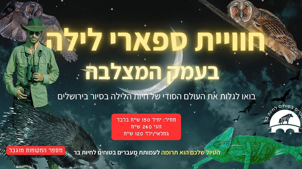 הצטרפו לסיור חיות לילי מסתורי בעמק המצלבה