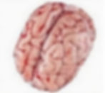 Brain