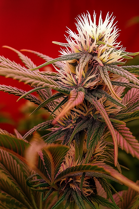Fleur de CBD premium cultivée localement en Ardèche – Prestige CBD 07 – chanvre naturel, qualité artisanale, riche en cannabinoïdes, production française responsable, CBD légal 100 %, bien-être et détente au naturel.