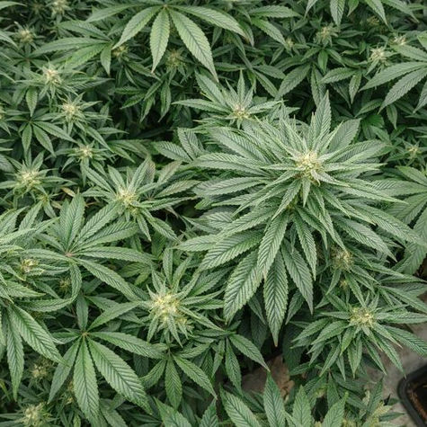 Morning Glory Session 2025/2026 : Une Nouvelle Saison Sous le Signe de la Qualité et du Terroir