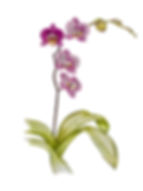 Pink Orchid 'Phalaenopsis"