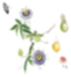 Passionflower 'Passiflora caerulea'