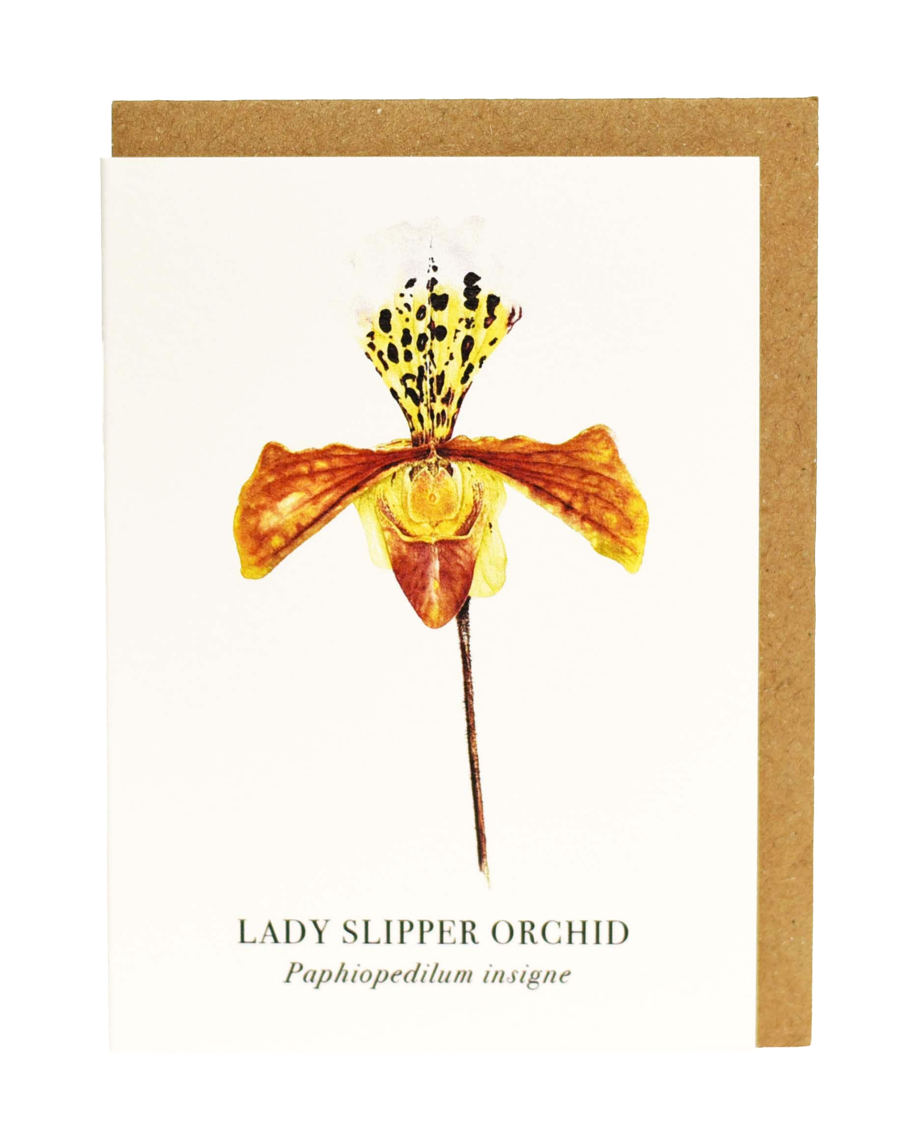 Slipper Orchid Greeting Card