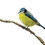 Thumbnail: Blue Tit Limited Edition Giclee Fine Art Print