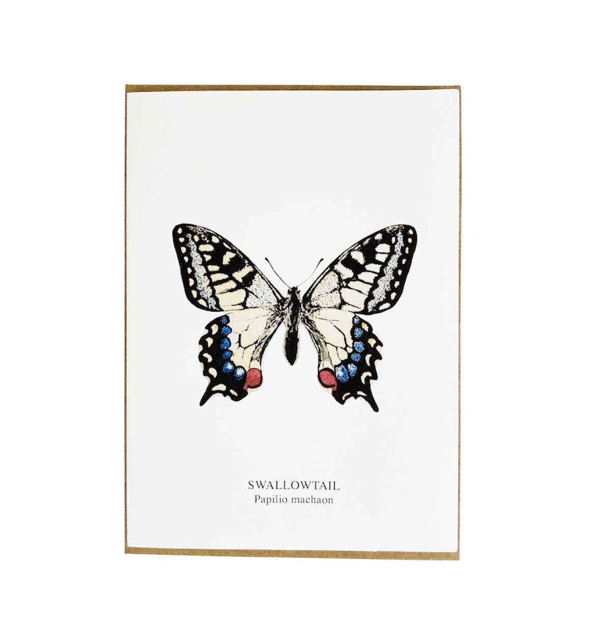 Swallowtail Butterfly Greeting Card