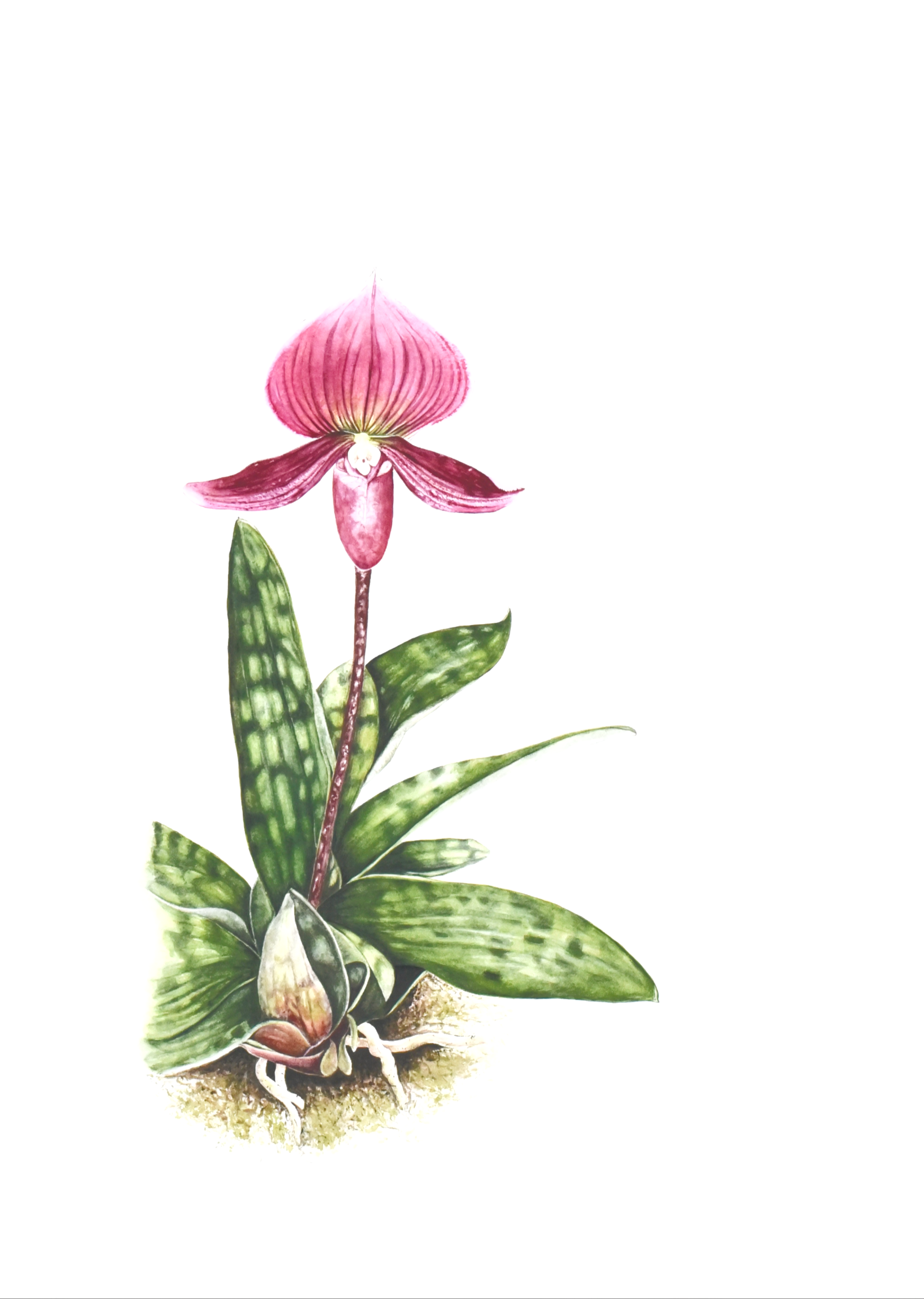 Pink Slipper Orchid Limited Edition Giclee Fine Art Print