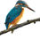 Thumbnail: Kingfisher Limited Edition Giclee Art Print