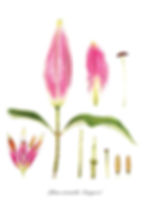 Lilium orientalis 'Stargazer'