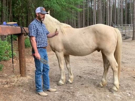 Justin just posted video 3 of 5 on how to work with your horse when you’ve taken some time off