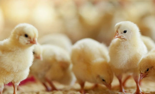 242397-qual-a-importancia-da-alimentacao