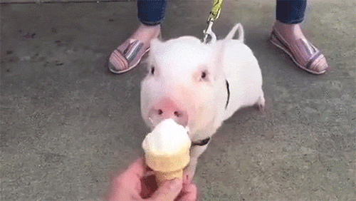 giphy (5).gif