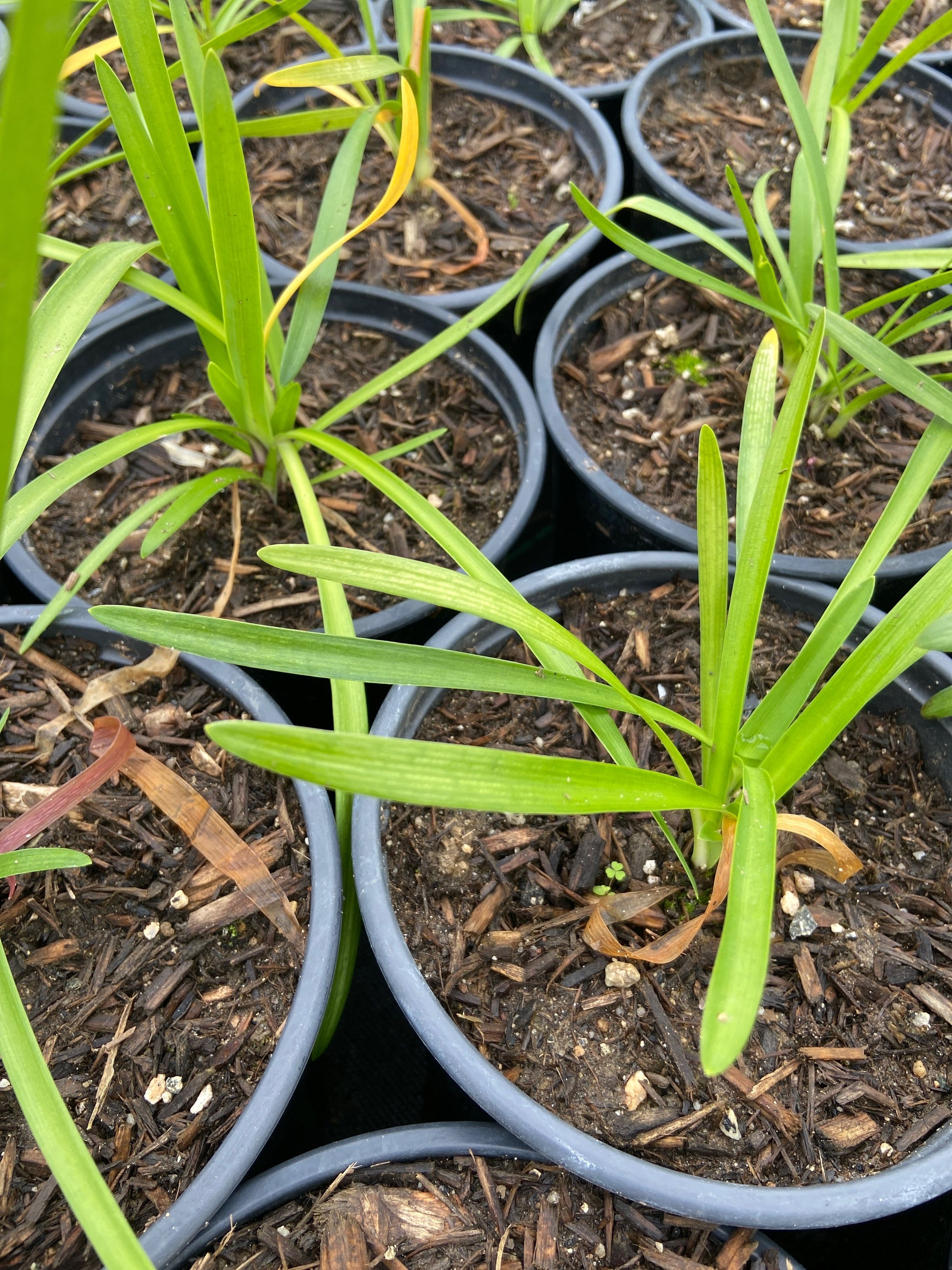 Blue African Lily of the Nile