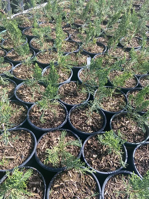 Miniatura: Himalayan Cypress