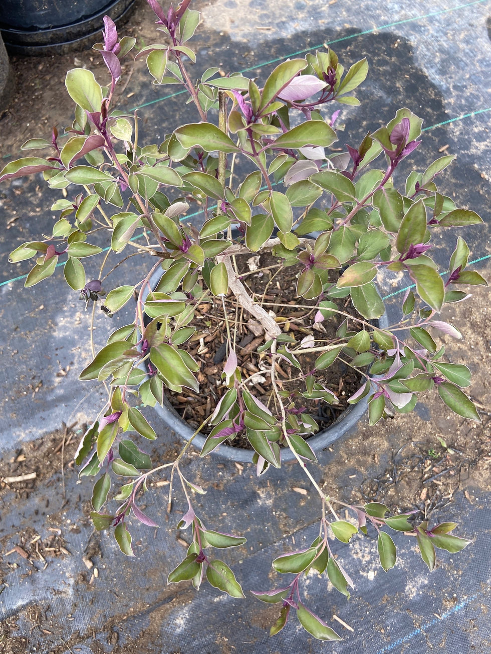 Thumbnail: Purple Arabian Lilac (Lila Árabe Morada)