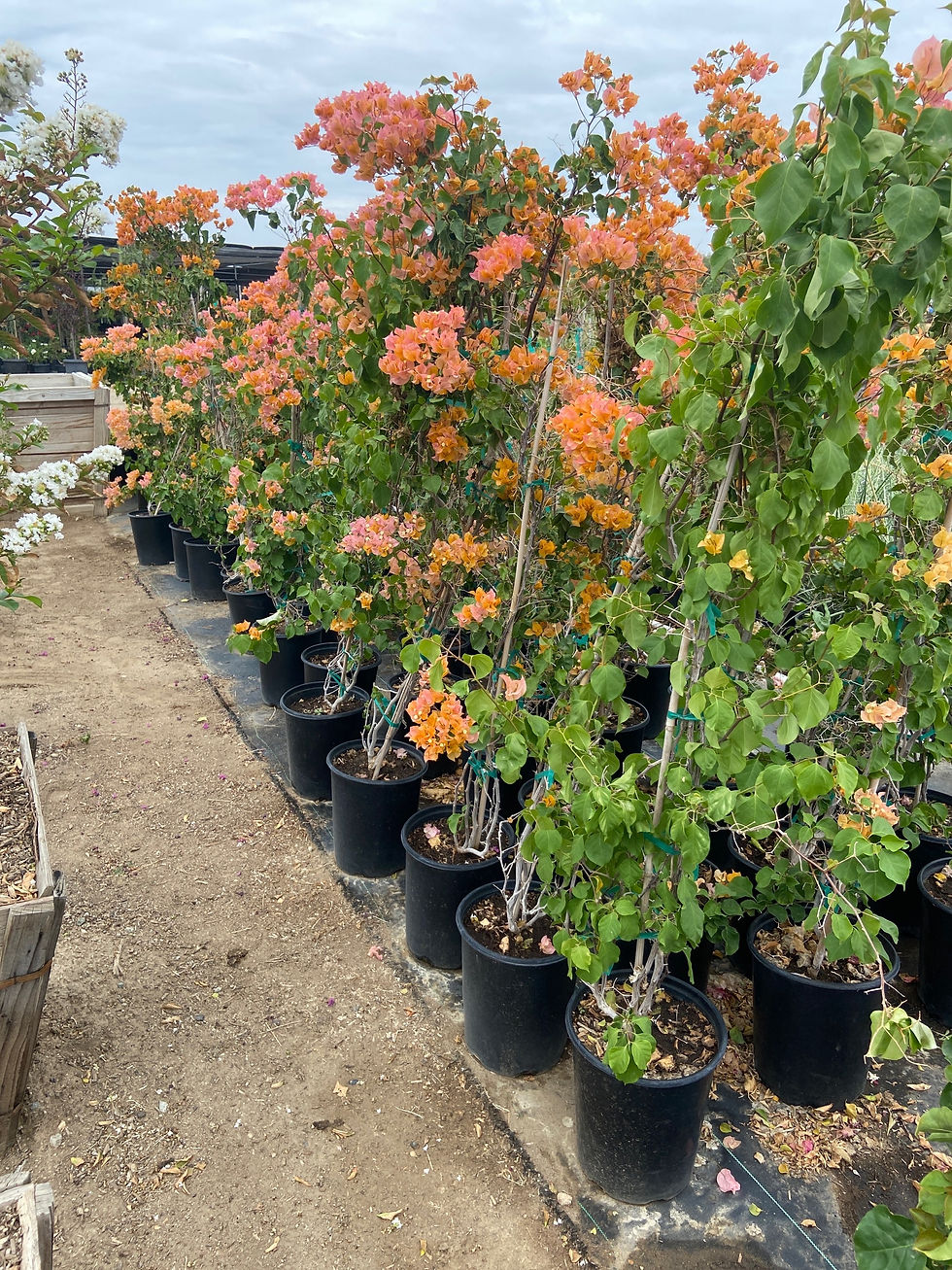 Thumbnail: Bougainvillea California Gold
