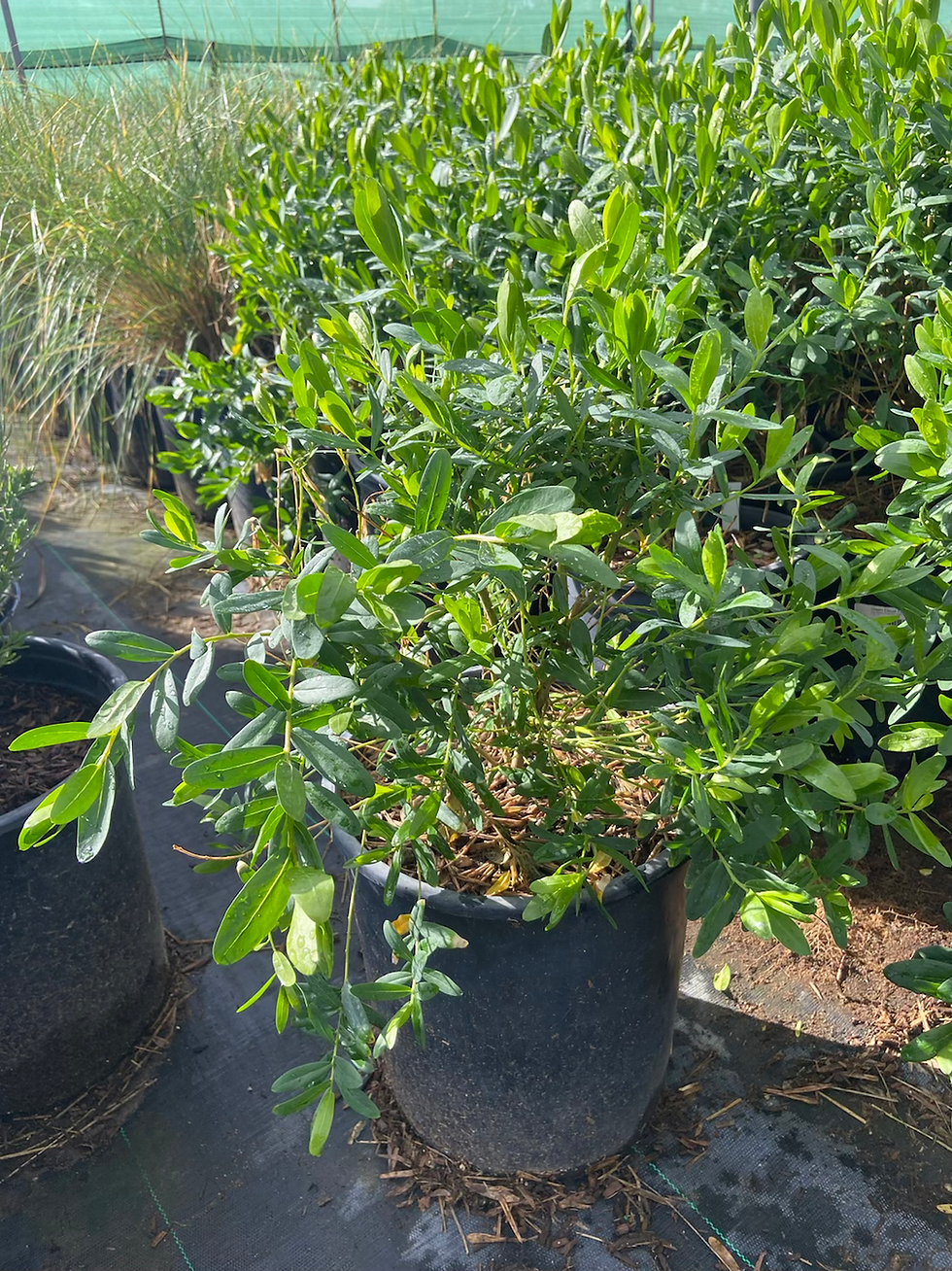 Thumbnail: Grandiflora Sweet Pea Shrub (Arbusto de Guisantes Dulce Grandiflora)