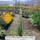 Thumbnail: Yellow Kangaroo Paw