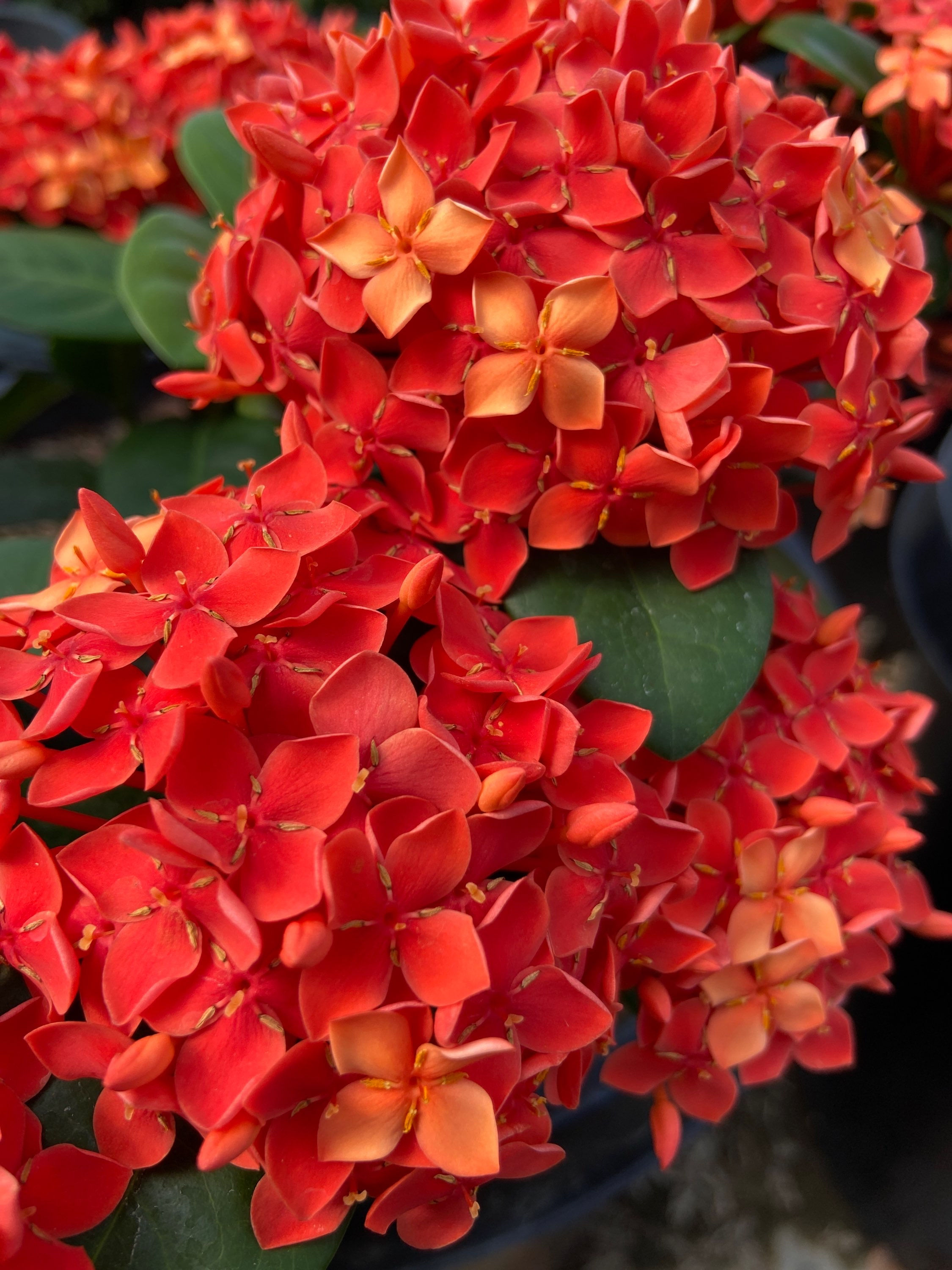 Maui Red Starflower (Flor de Estrella Roja Maui)
